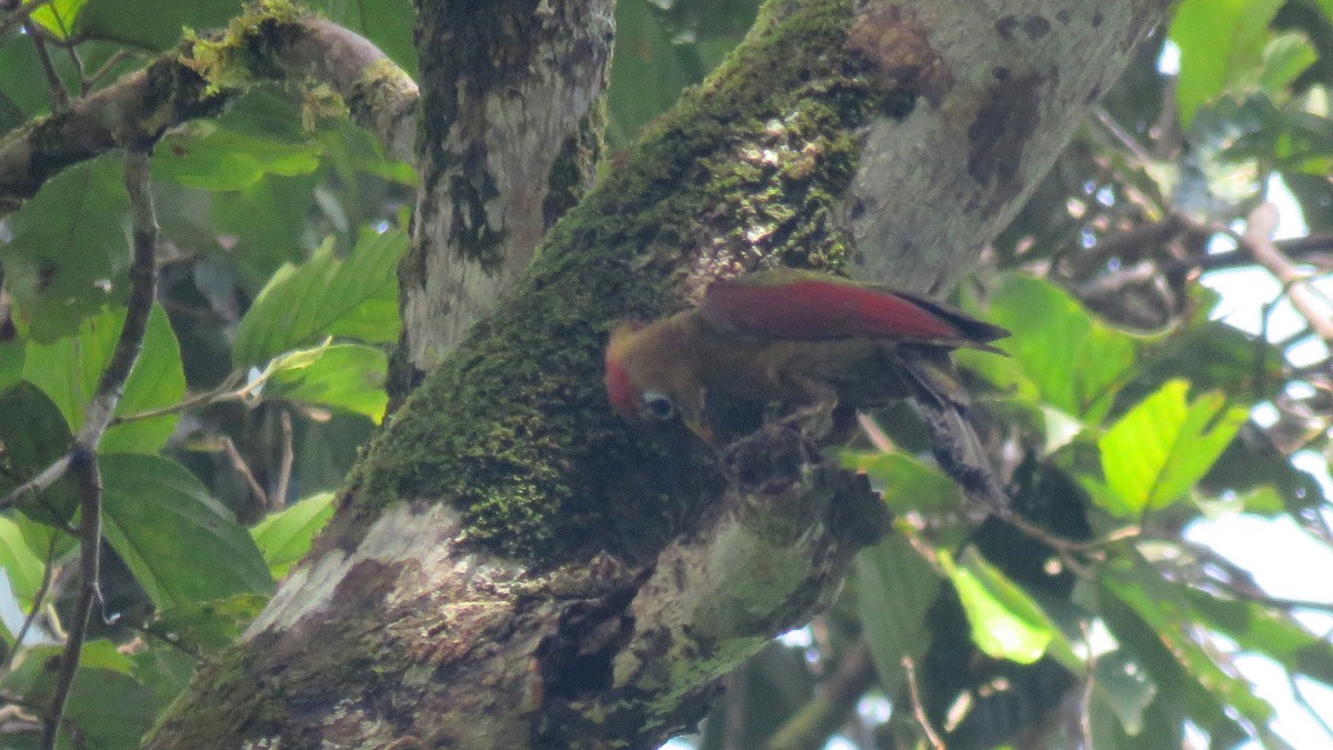 Crimson-winged Woodpecker - Tim Forrester