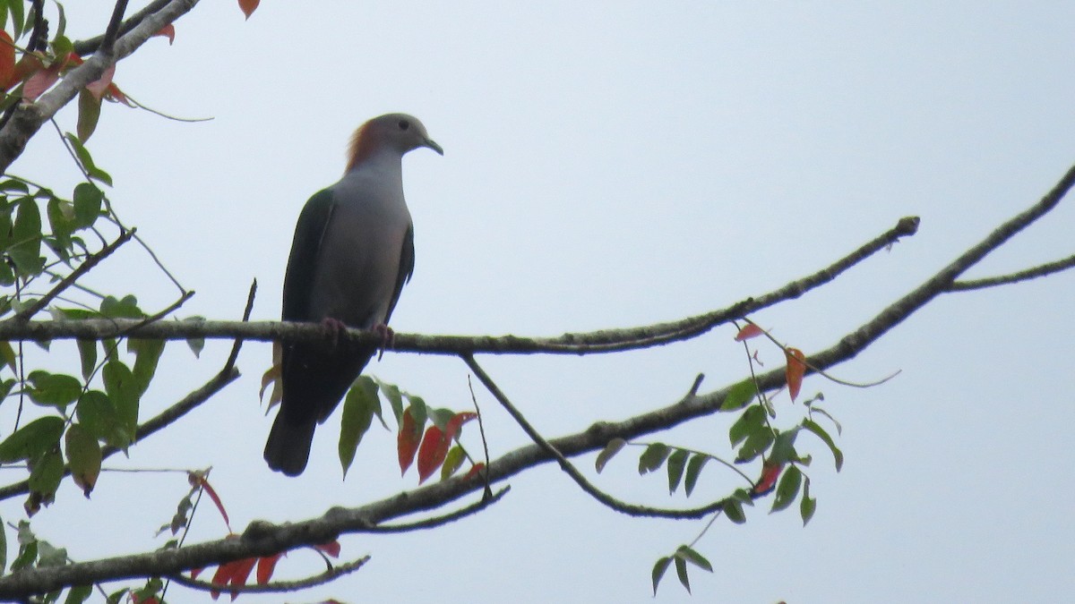 Green Imperial-Pigeon (Rufous-naped) - ML111262831
