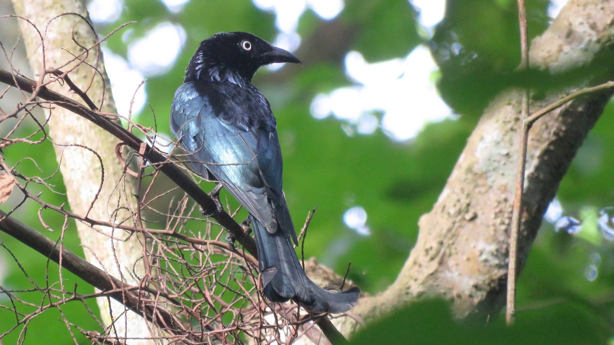 Hair-crested Drongo (White-eyed) - Tim Forrester