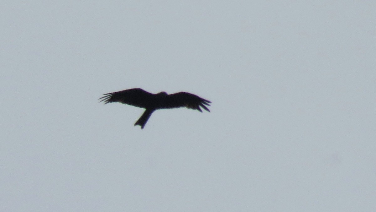 Black Kite (Black) - ML111263301