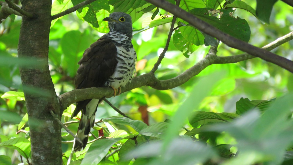 Sulawesi Cuckoo - ML111263331