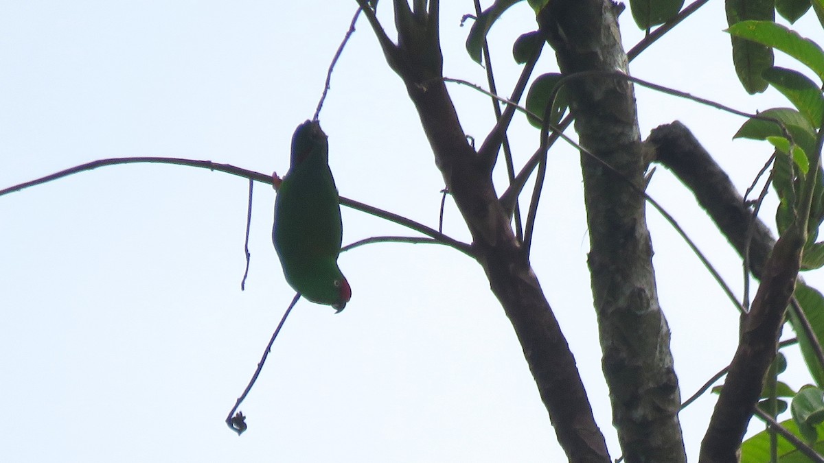 Sulawesi Hanging-Parrot - ML111263371
