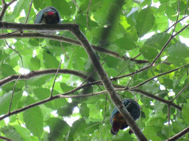 Black-naped Fruit-Dove