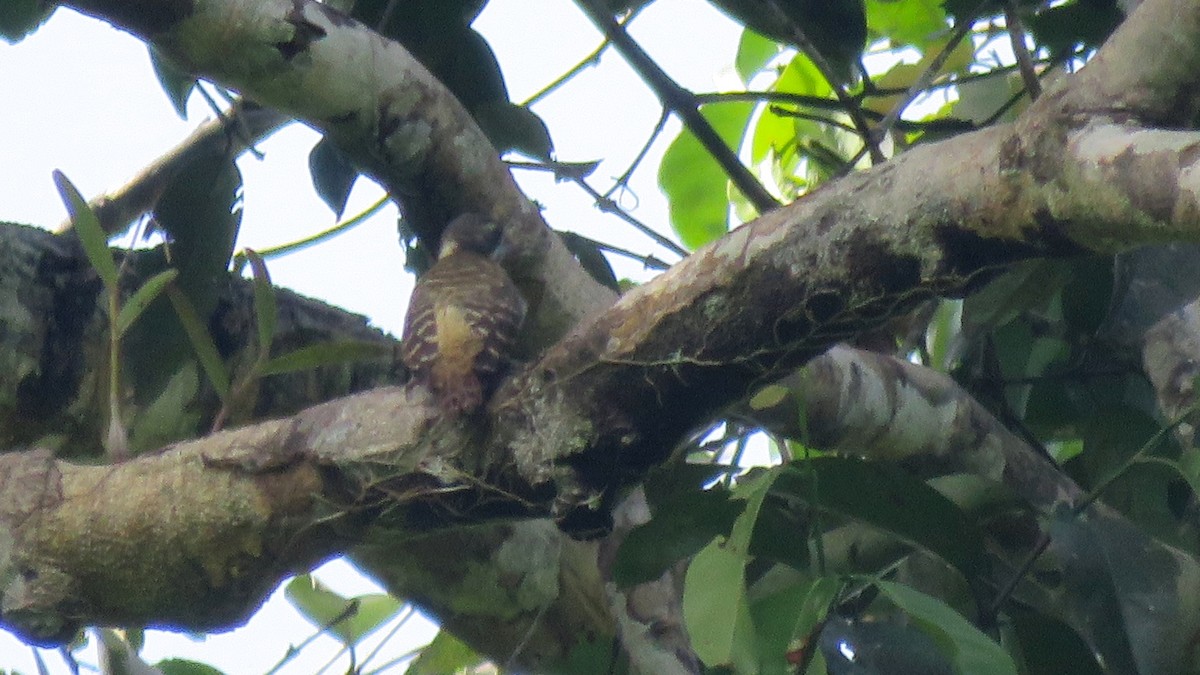 Sulawesi Pygmy Woodpecker - Tim Forrester