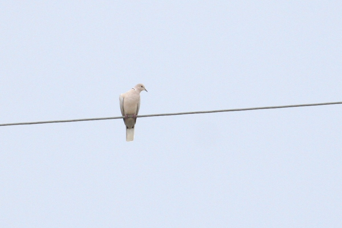 African Collared-Dove - ML111266111