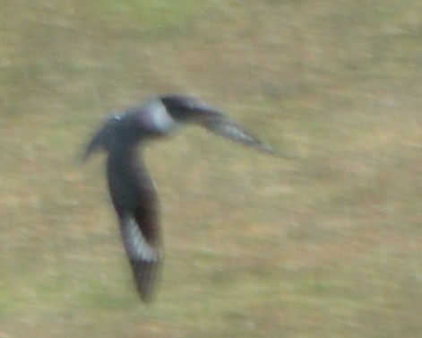 Belted Kingfisher - ML111266401