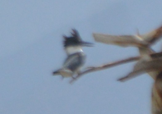 Belted Kingfisher - ML111266411