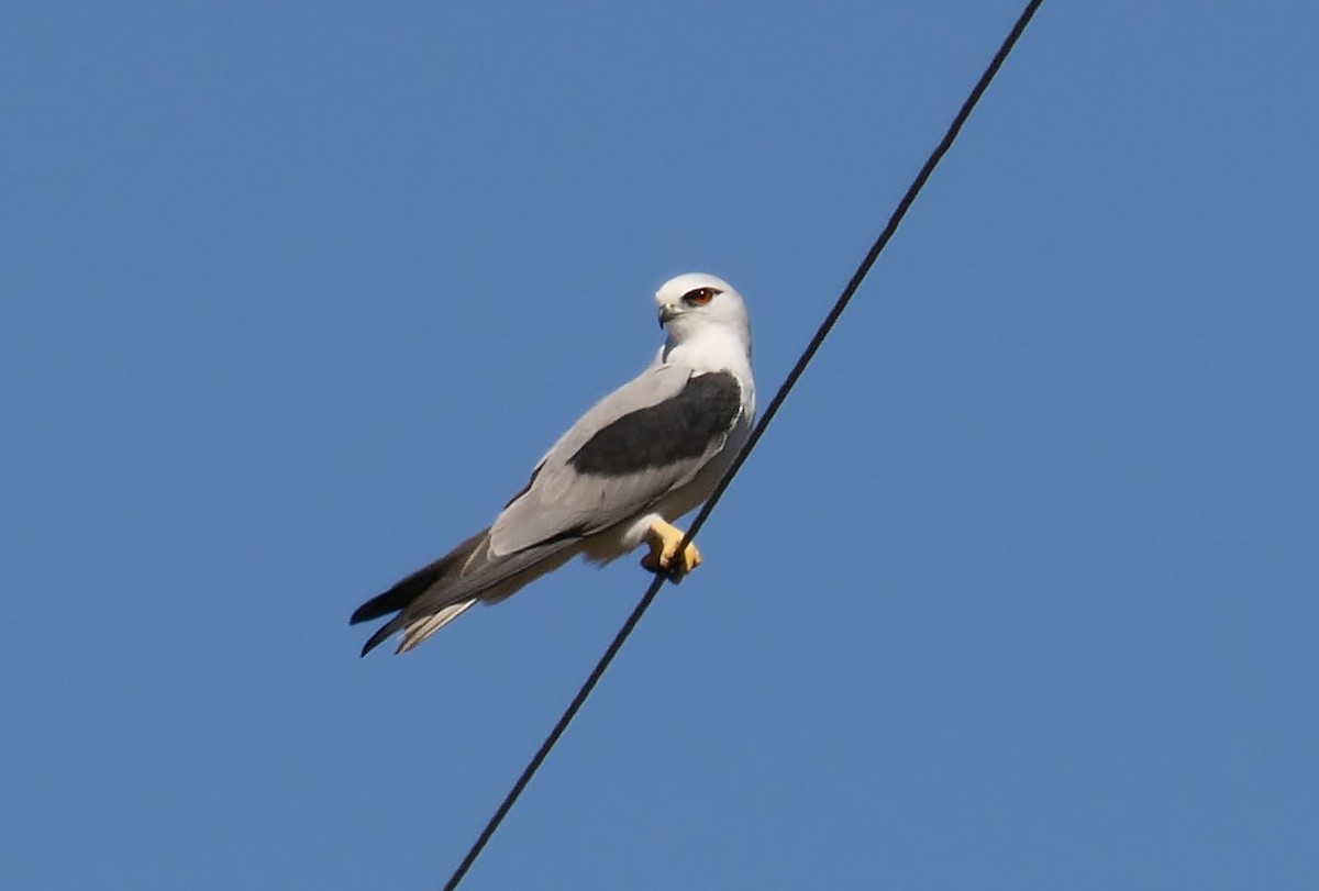 Black-shouldered Kite - Don McIvor