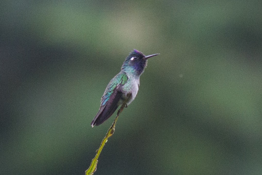 Violet-headed Hummingbird - Justyn Stahl