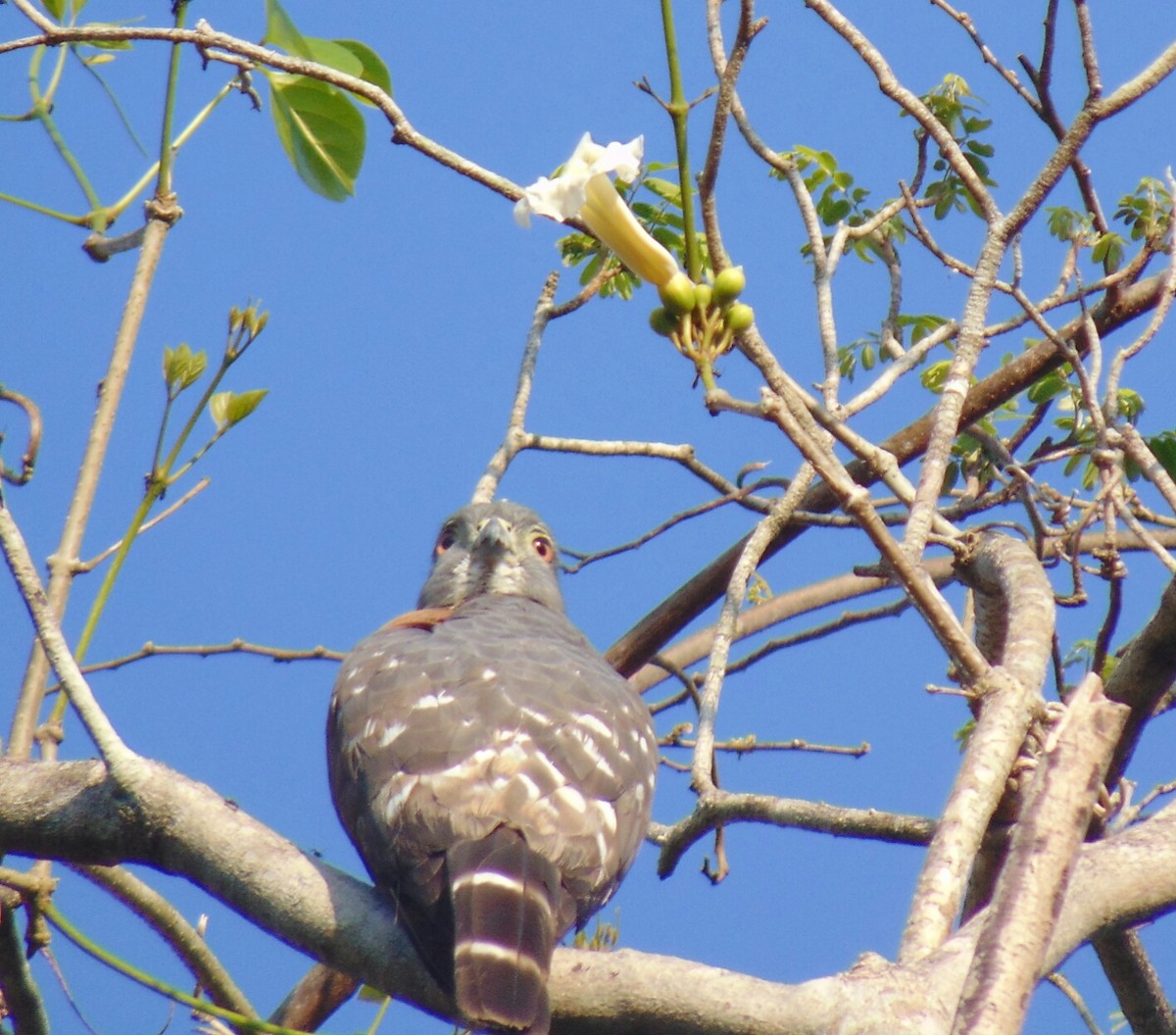 Double-toothed Kite - Eddy Ay peña & Birdwatching Tours