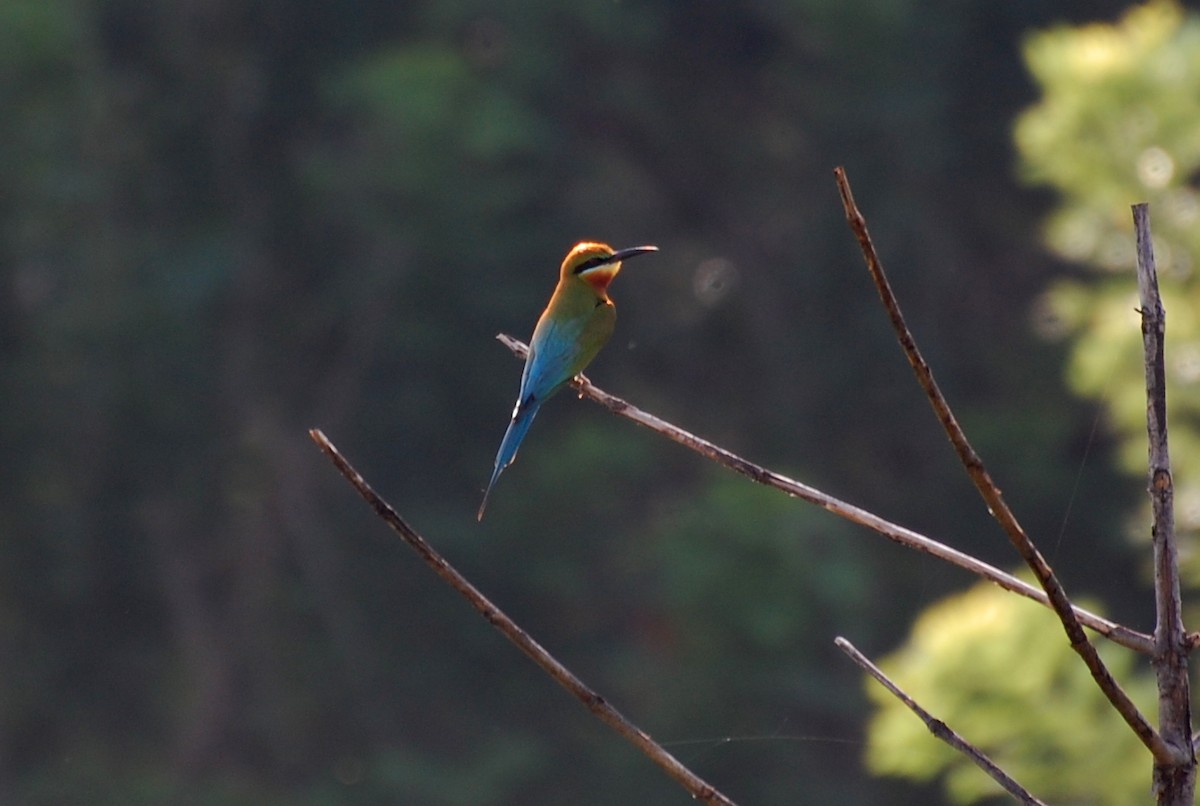 Blue-tailed Bee-eater - ML111272301