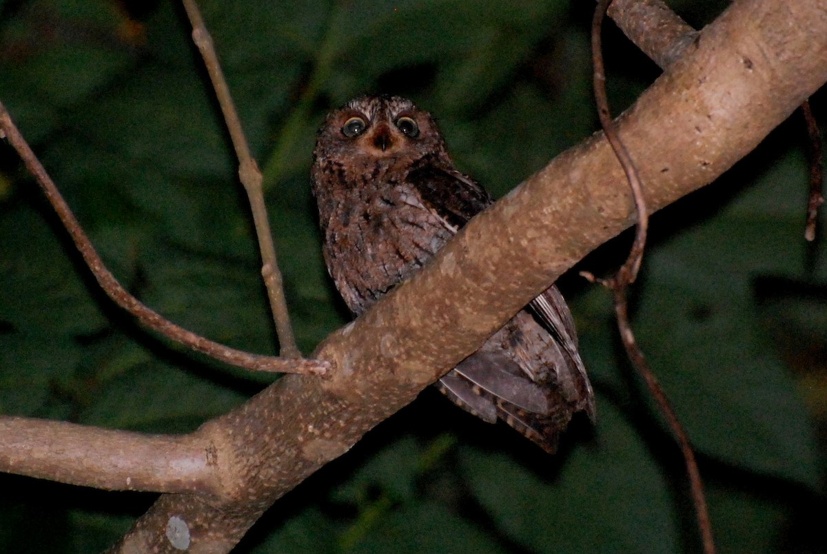 Sulawesi Scops-Owl - Dirk Tomsa