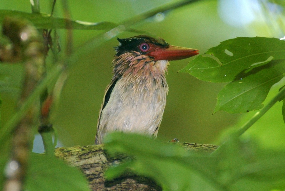 Sulawesi Lilac Kingfisher - Dirk Tomsa
