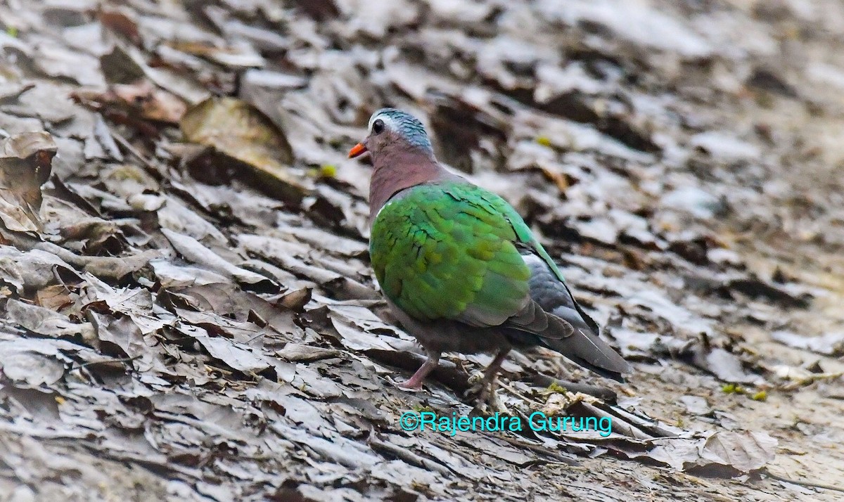 Asian Emerald Dove - Rajendra Gurung