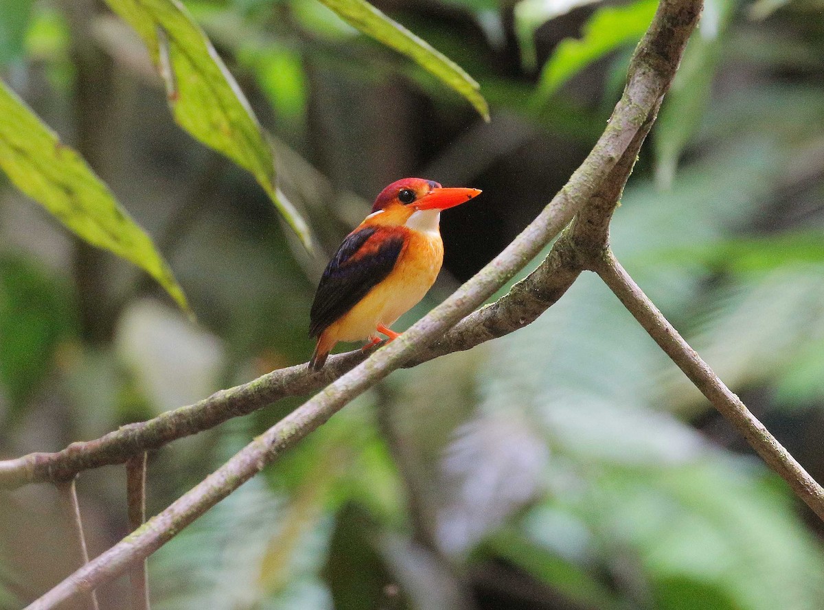 Rufous-backed Dwarf-Kingfisher - Neoh Hor Kee