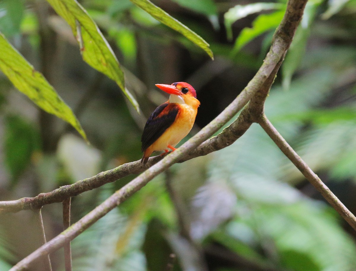 Rufous-backed Dwarf-Kingfisher - Neoh Hor Kee