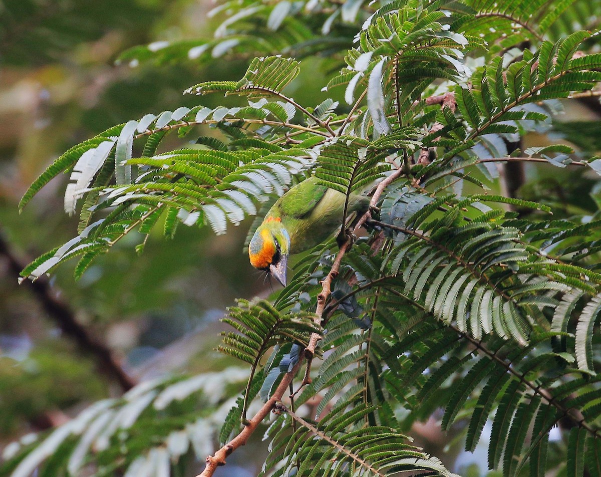 Yellow-crowned Barbet - Neoh Hor Kee