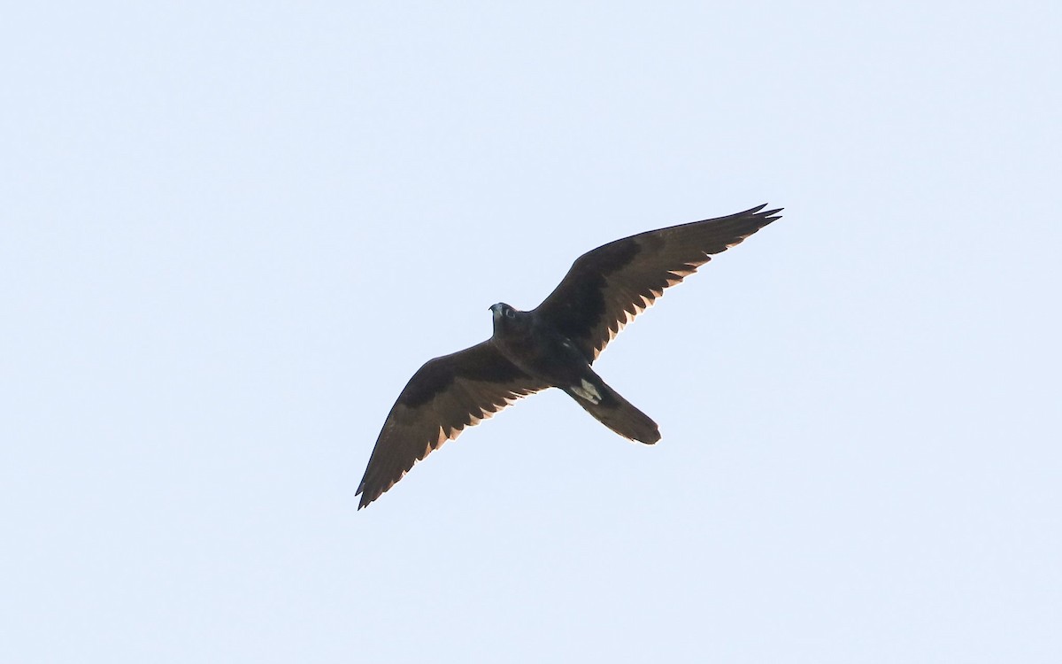 Black Falcon - Ged Tranter