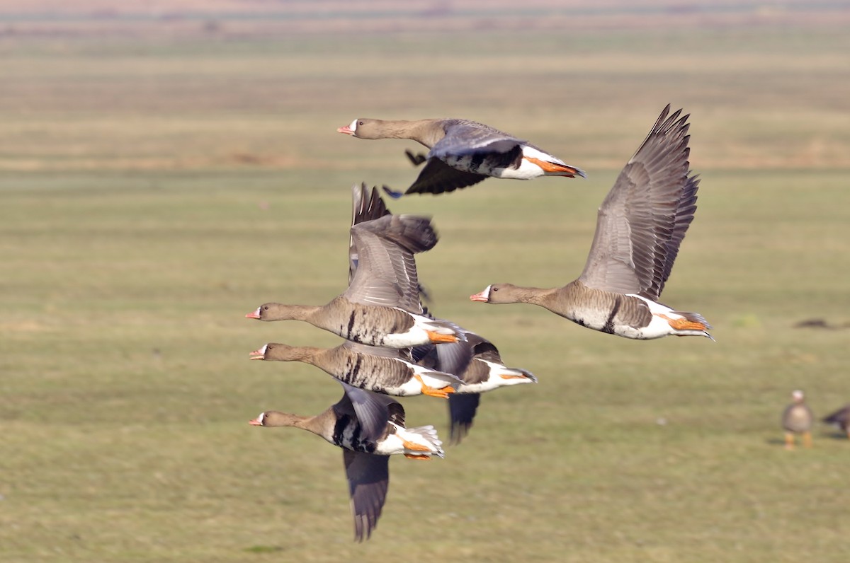 Greater White-fronted Goose - ML111276881