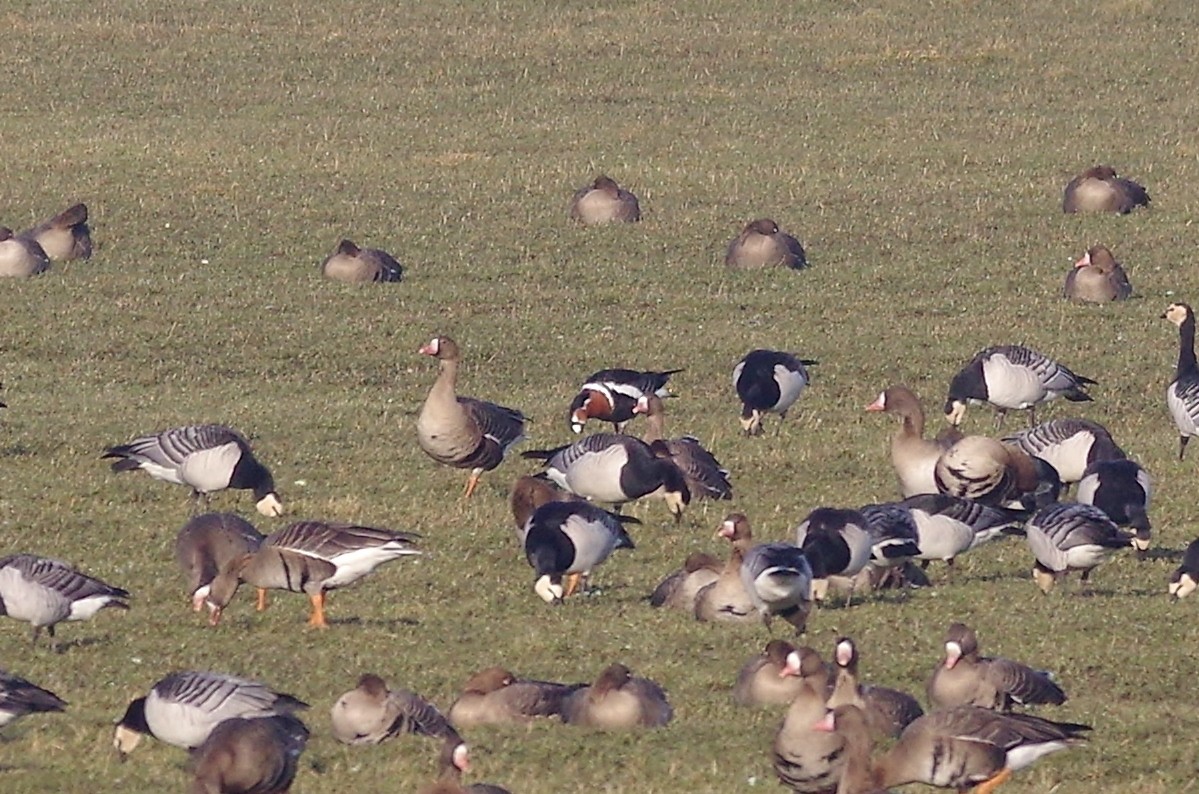 Red-breasted Goose - ML111277041