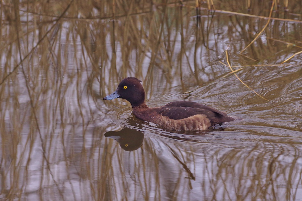 Tufted Duck - ML111277861