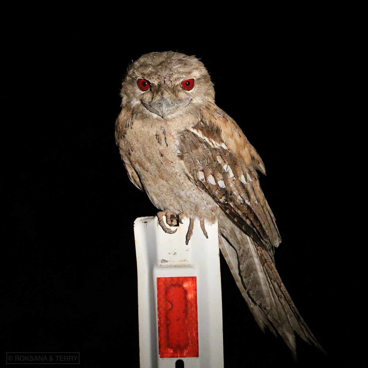 Papuan Frogmouth - ML111281151