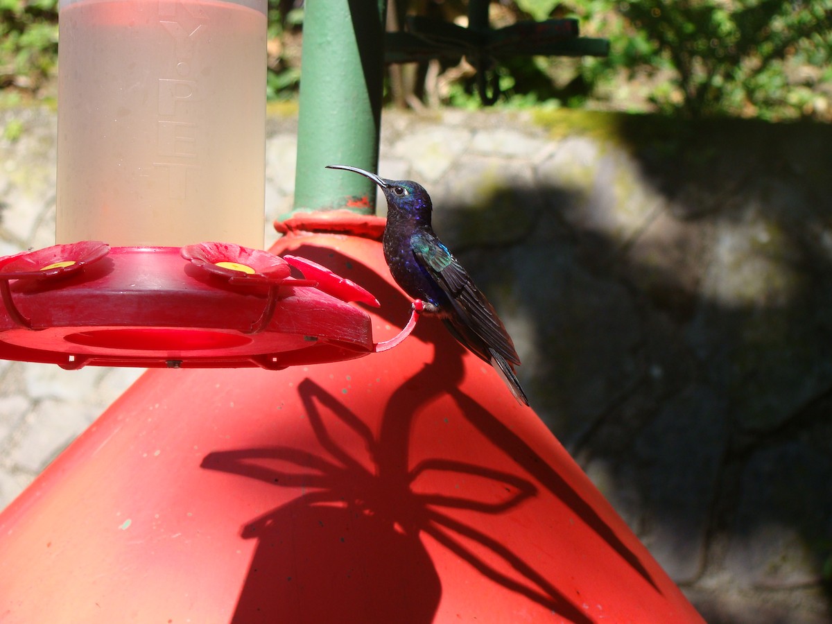 kolibřík fialkový - ML111281271