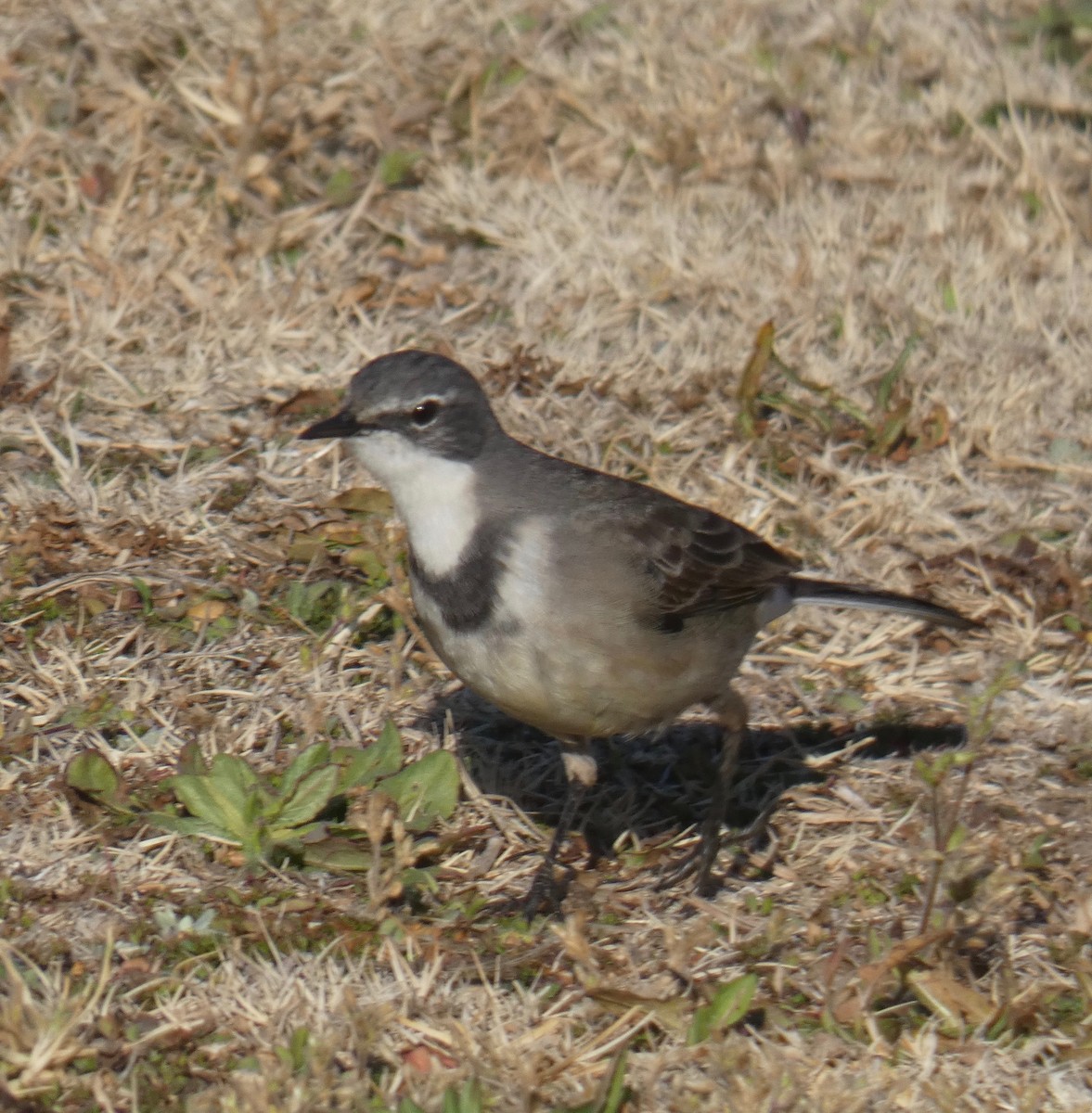 Cape Wagtail - Gary Byerly