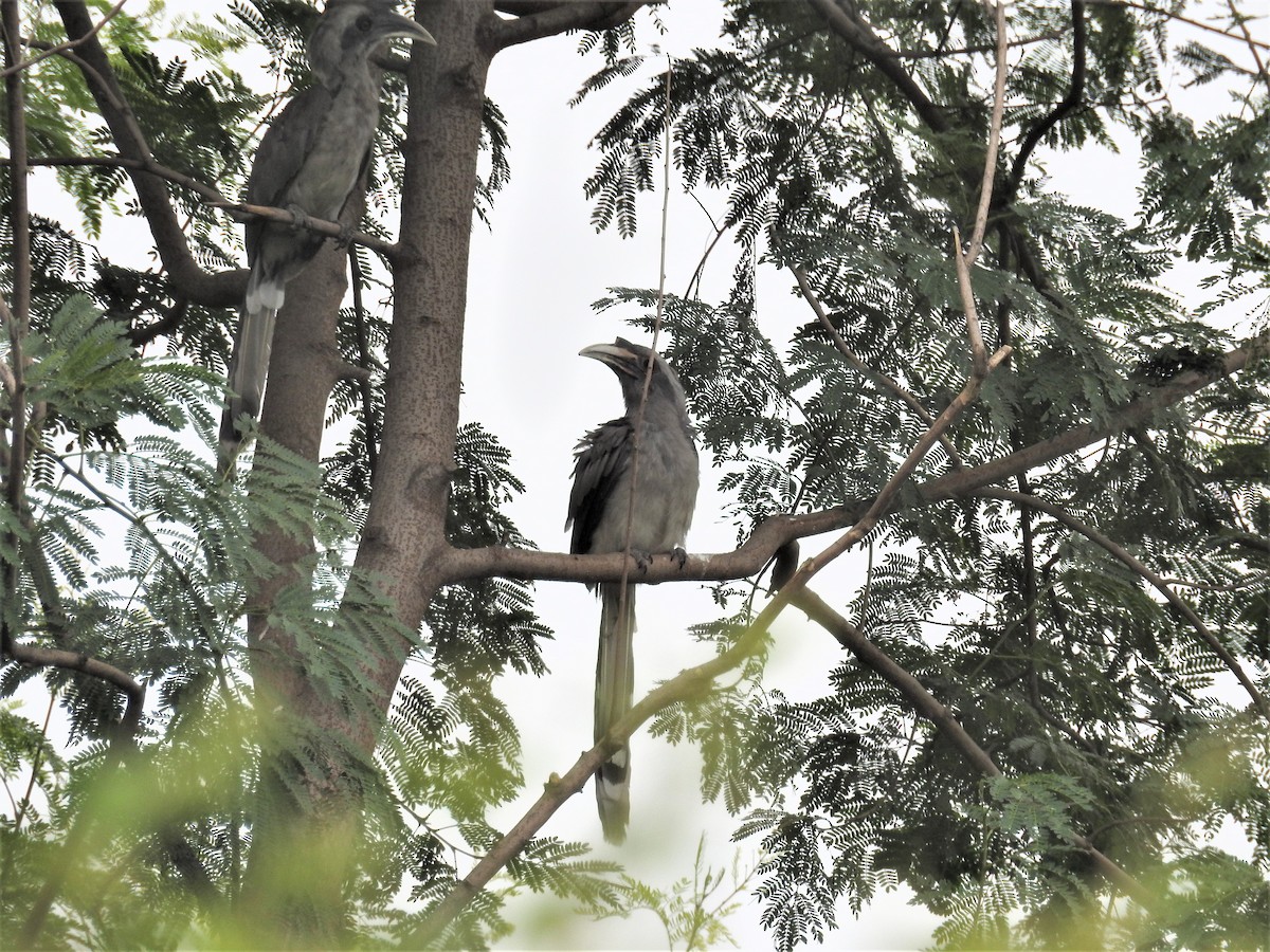 Indian Gray Hornbill - Sita Susarla