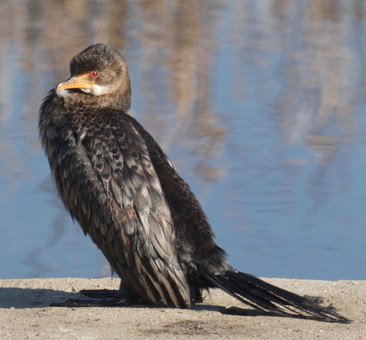 Long-tailed Cormorant - Gary Byerly