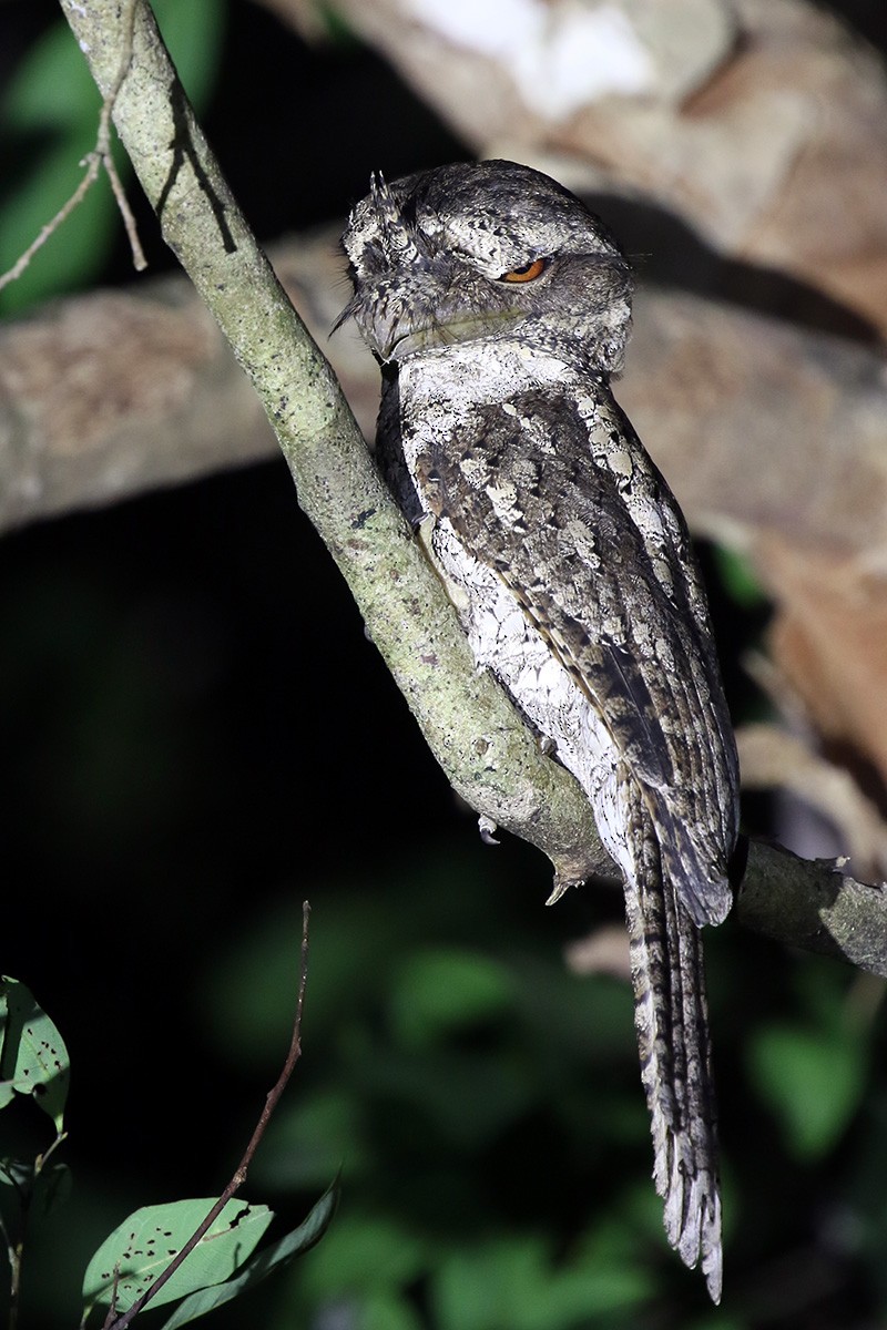 Marbled Frogmouth - ML111281941