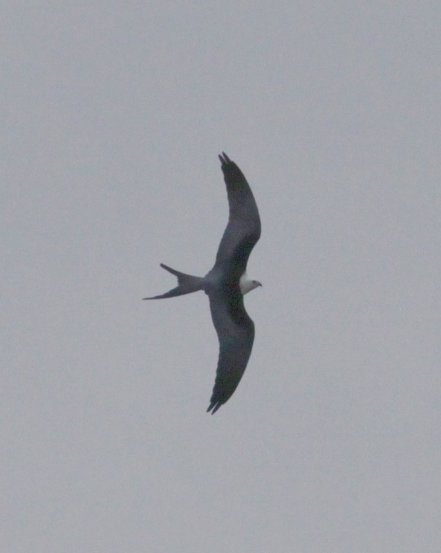 Swallow-tailed Kite - Randy Pinkston