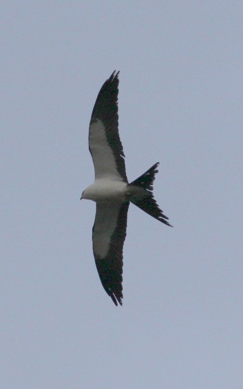 Swallow-tailed Kite - Randy Pinkston