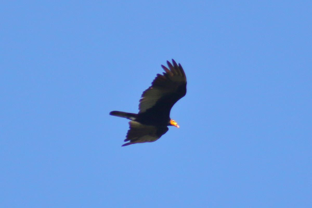 Greater Yellow-headed Vulture - Jeff 'JP' Peters