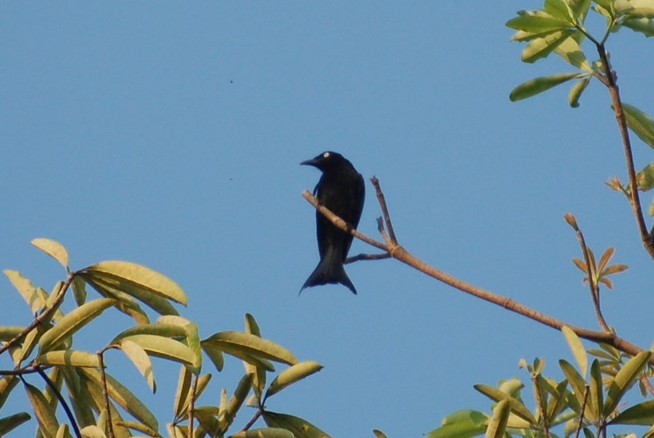 Hair-crested Drongo - ML111282831