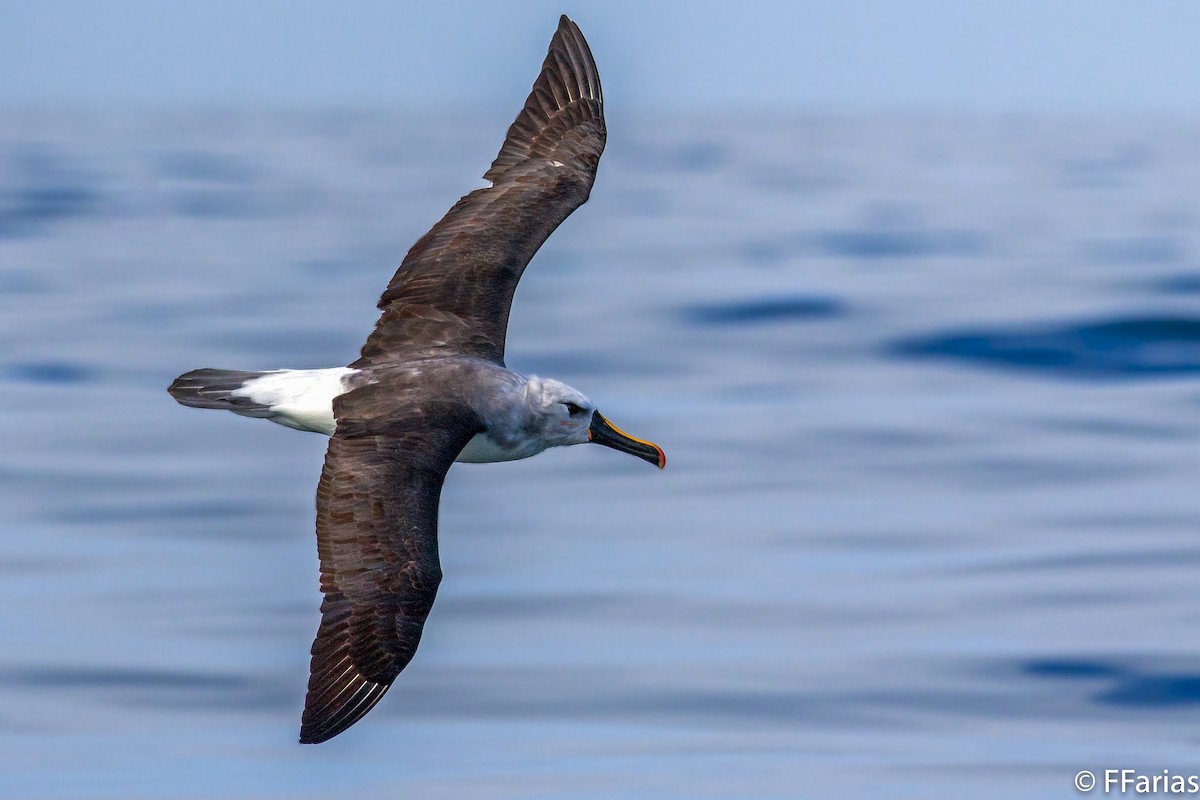 Atlantic Yellow-nosed Albatross - Fernando Farias