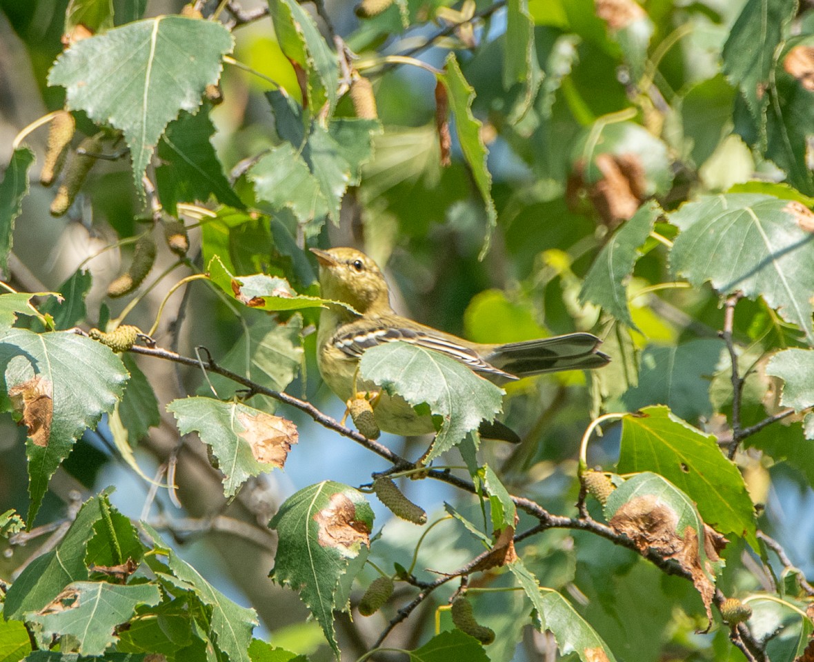 Bay-breasted Warbler - ML111288411