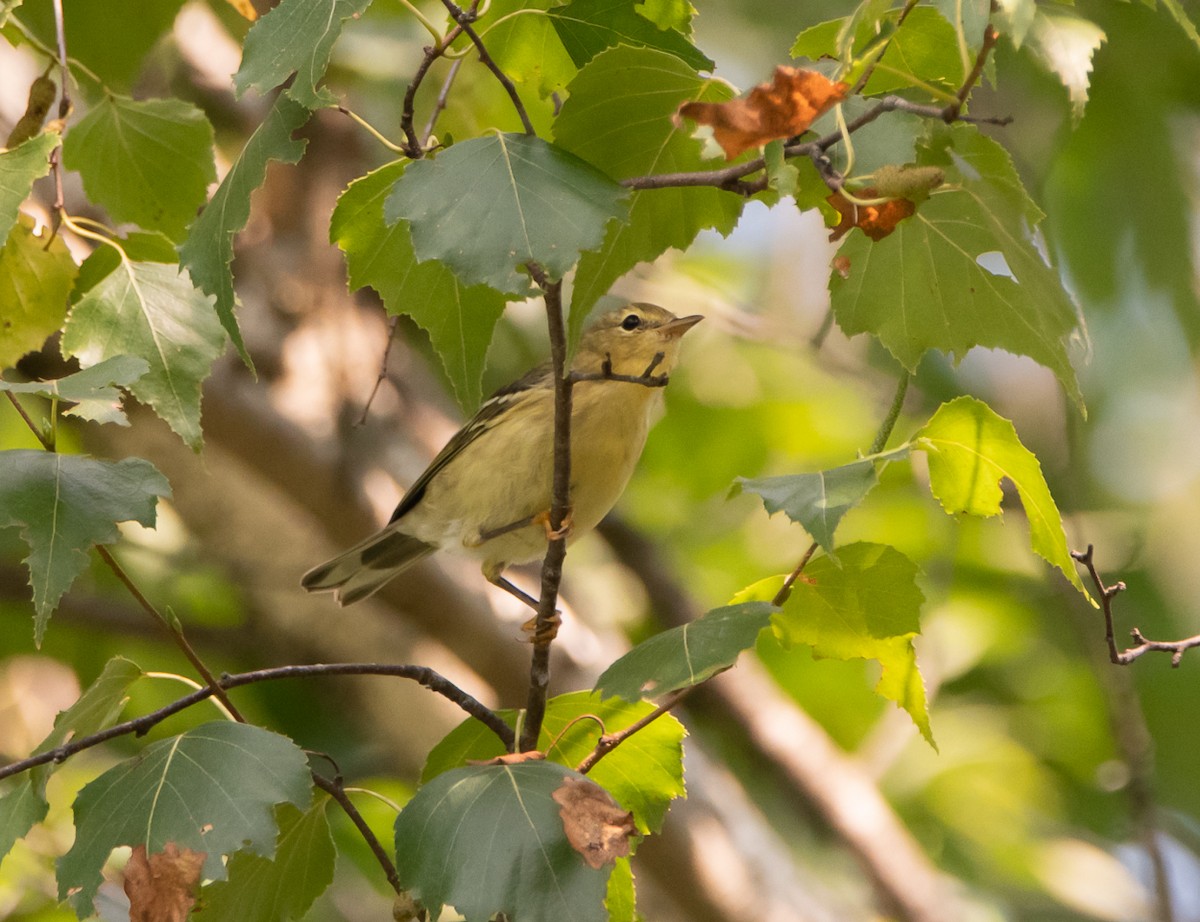 Bay-breasted Warbler - ML111288421