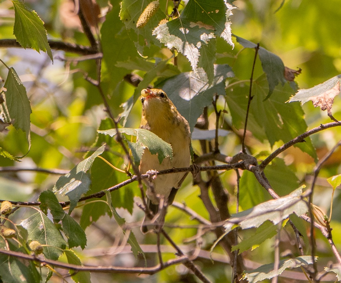 Bay-breasted Warbler - ML111288521