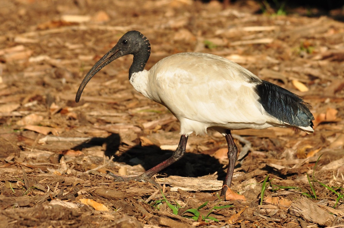 ibis australský - ML111289861