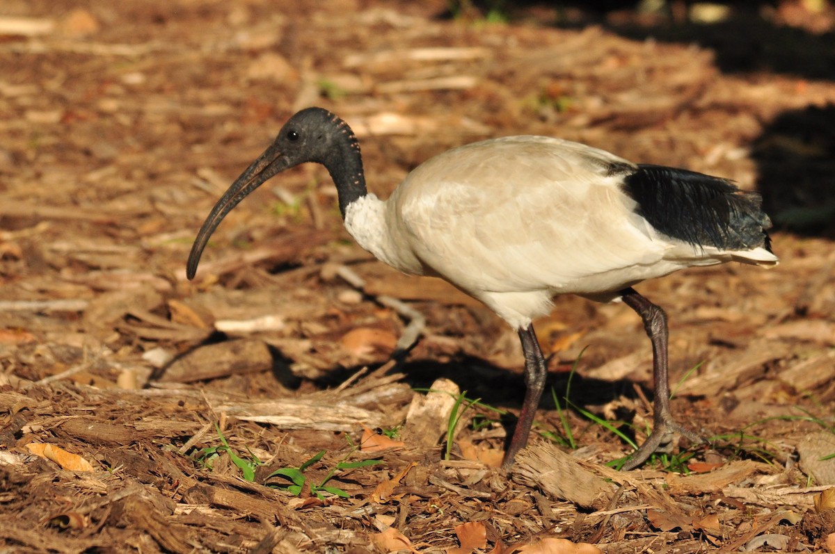 ibis australský - ML111289871