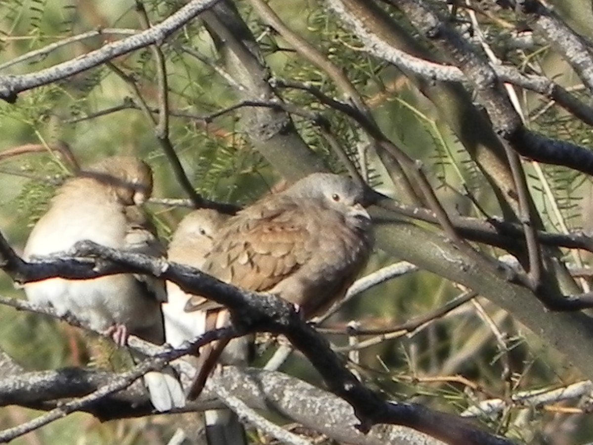 Ruddy Ground Dove - samuel olivieri bornand