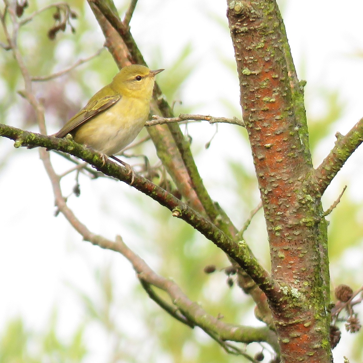 Tennessee Warbler - Emily Tornga