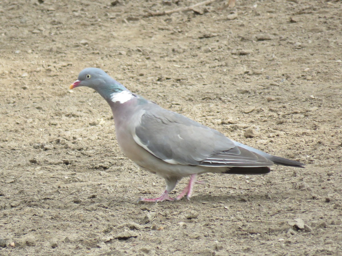 Common Wood-Pigeon - ML111295961