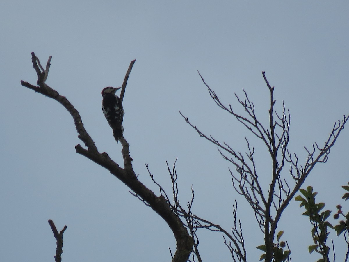 Great Spotted Woodpecker - ML111295971