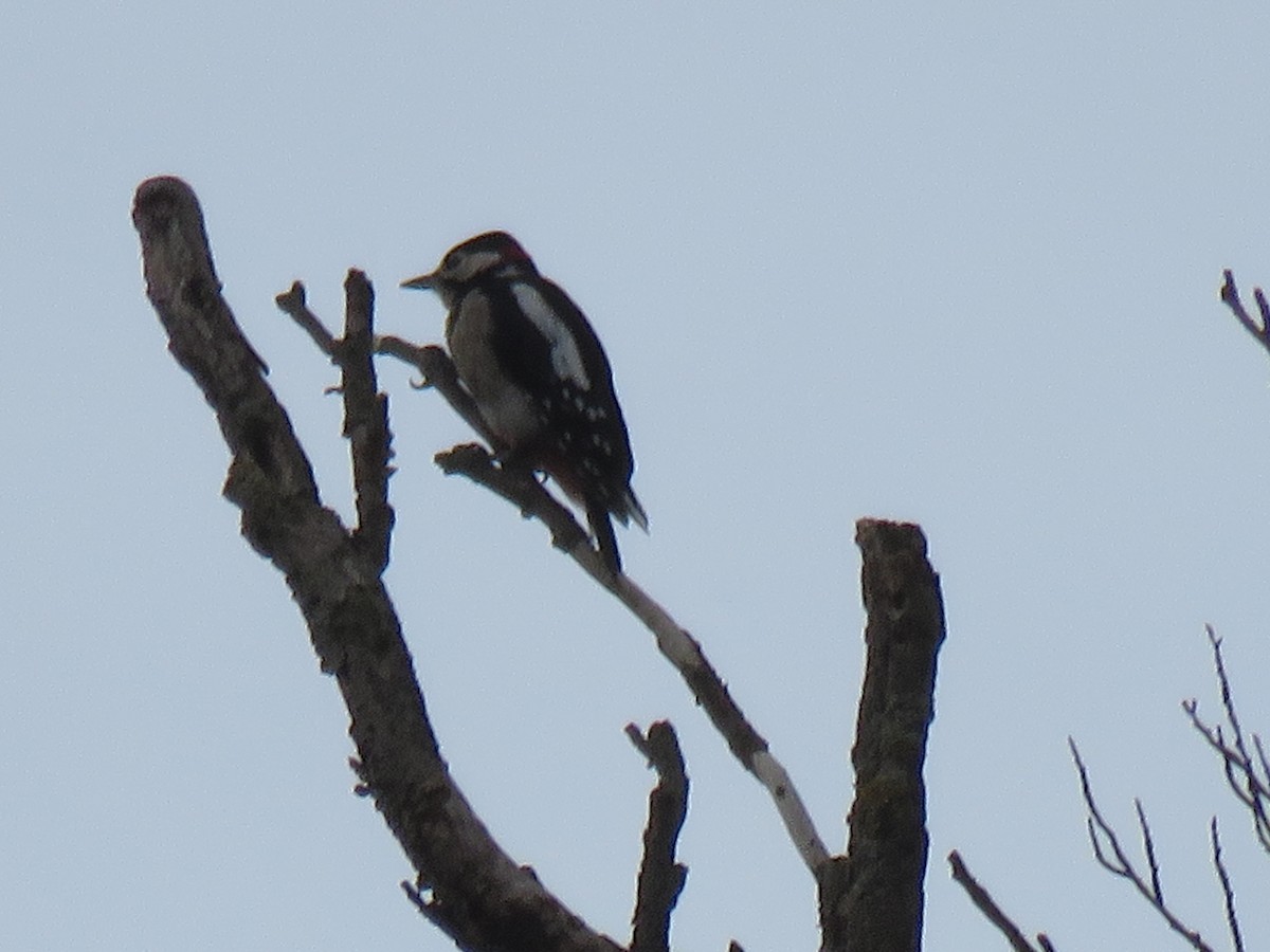 Great Spotted Woodpecker - ML111295981