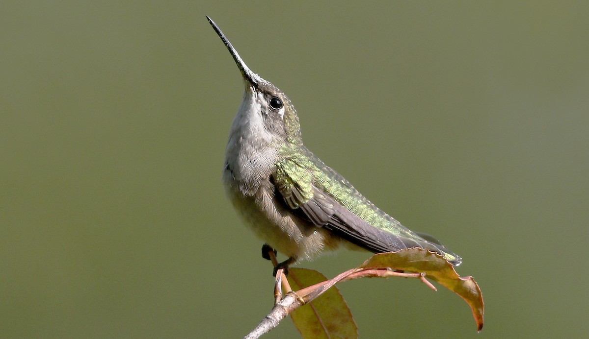 Ruby-throated Hummingbird - Gary Jarvis