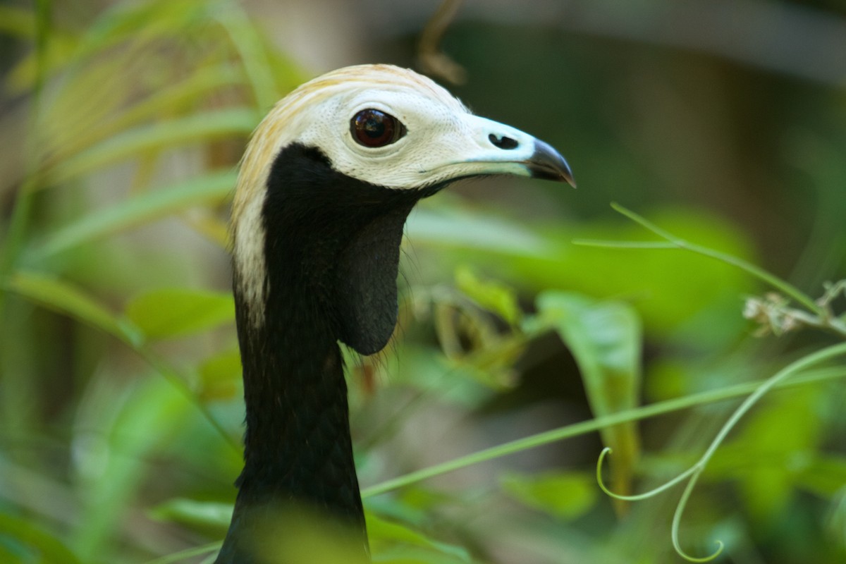 Blue-throated Piping-Guan - Will Sweet
