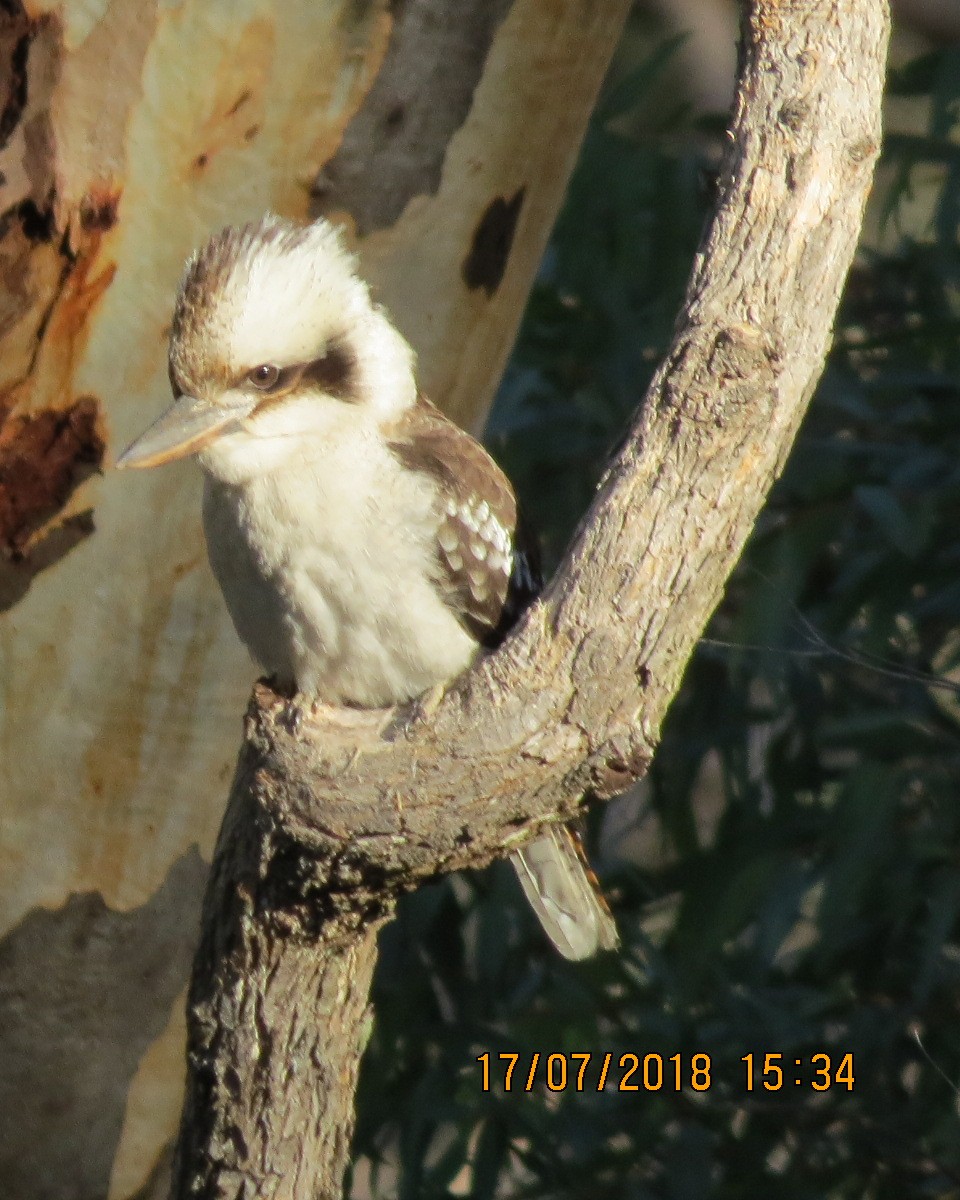 eBird Checklist - 17 Jul 2018 - Goulburn River National Park--The Drip ...