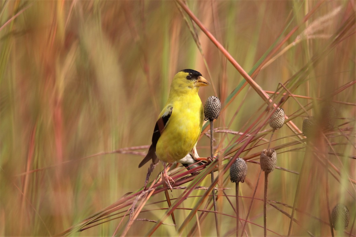 American Goldfinch - John Skene